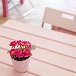 Ping House بيت شباب براغ